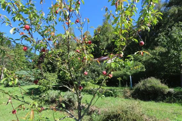 Garten  Ferienhaus Spetzgart