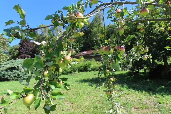 Garten  Ferienhaus Spetzgart