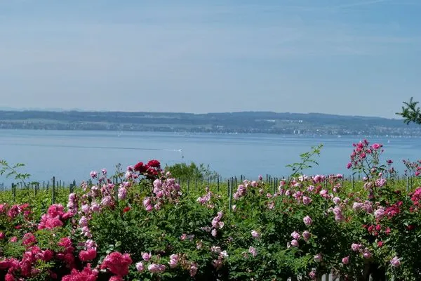 Landschaft ABC Ferienwohnungen Maisonette-Wohnung B2****