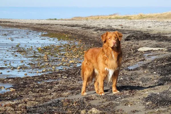 Hunde sind bei uns willkommen  Westscheune am Mühlendamm