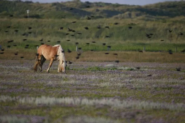 Landschaft  Strandhuus