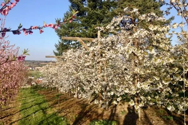 Ferienwohnung Bodenseele Langenargen - Natur