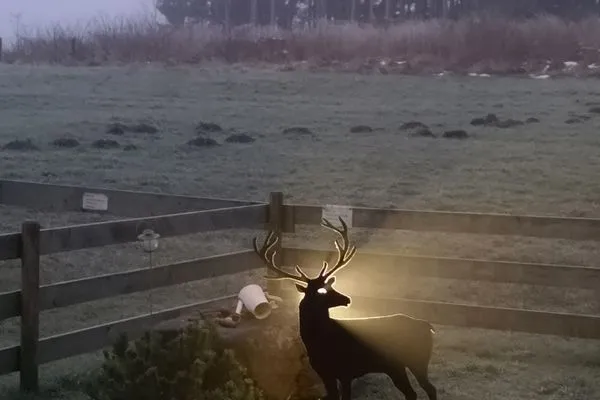 Dekoratives Detail  Waldromantik - Feriendorf Via Claudia Haus 75