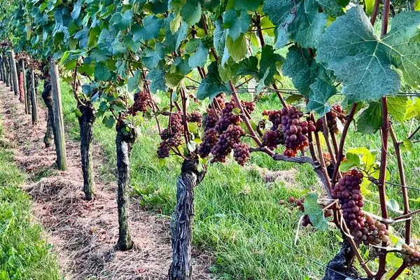 Landschaft  Bodensee Strandläufer Quartier