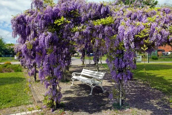 Landschaft Buchenweg Whg.24, Friese, EG re