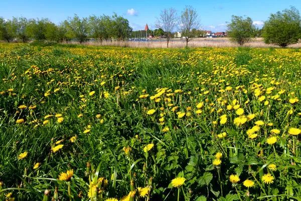 Landschaft Buchenweg Whg.24, Friese, EG re