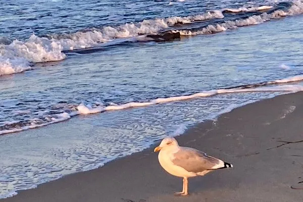 Strandbild mit Möwe Achtern Diek Achtern Diek 12b - Wohnung 5