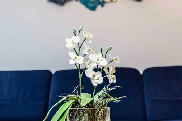 Dekoratives Detail Haus Inseltraum Borkum Ferienwohnung Muschelsucher