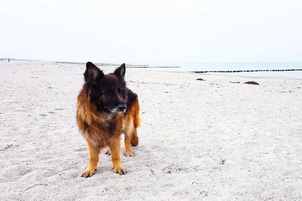 Ferienwohnung Kroonkieker Ostseebad Wustrow - ZweiWasser Alte Seefahrtschule Hundestrand  Kroonkieker