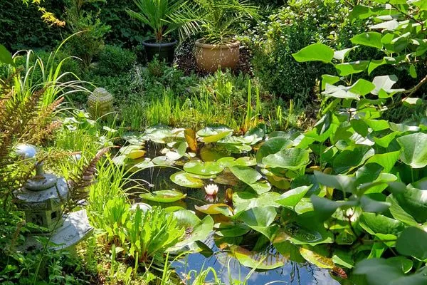 Teich im liebevoll gepflegten Garten  Ferienwohnung Waldblick