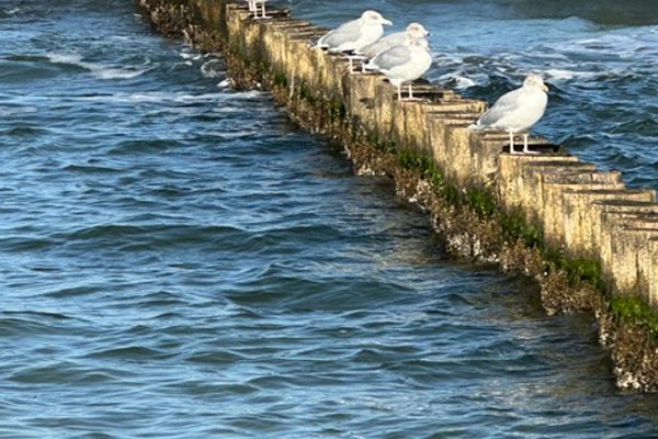  Friedenstraße 5 Wohnung Rotbuche Zingst - Blick auf Sehenswürdigkeit