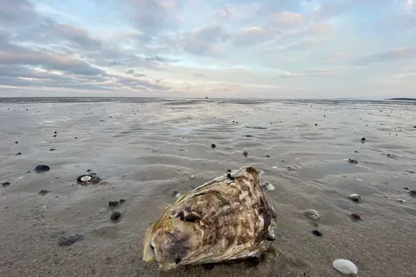Strand Ferienwohnung im Haus Nordland App 47 (Hund)