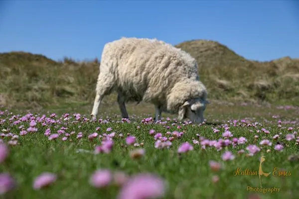 Landschaft Ferienwohnung im Haus Nordland App 25(Hund)