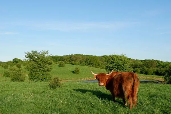 Landschaft  Reethus Koppelkiek