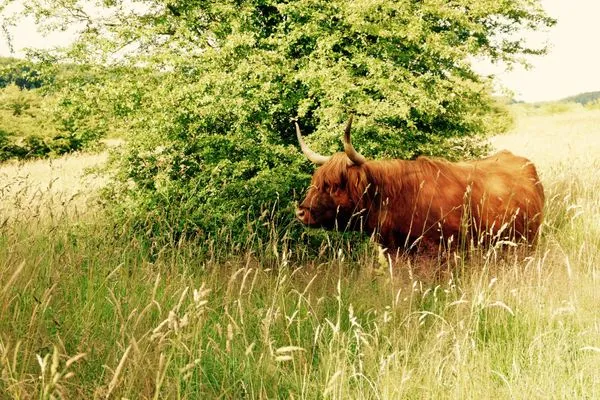 Landschaft  Landloft Nedderby