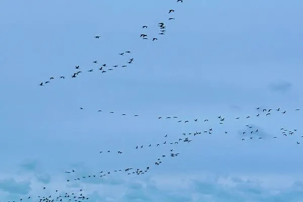 Kranichtour auf dem Bodden Parkresidenz am Hafen Wohnung HF 12 - "Luftsnapper´s"