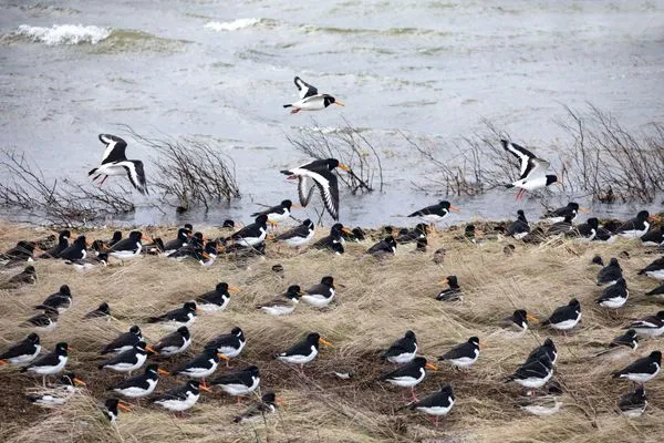 Landschaft  Strandperle