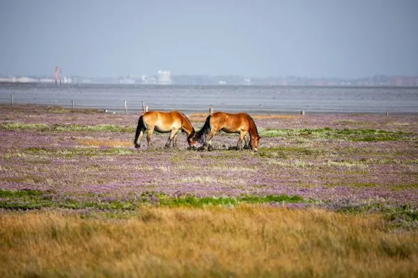 Landschaft  Strandperle