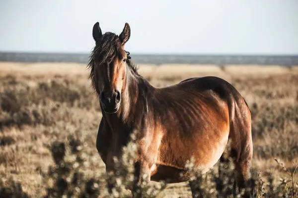 Landschaft  Juistine