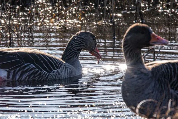 Landschaft  Juistine