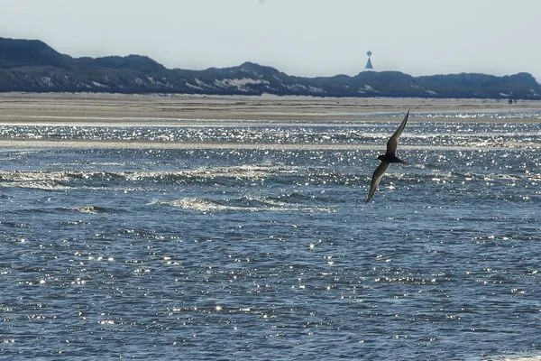 Strand  Leev