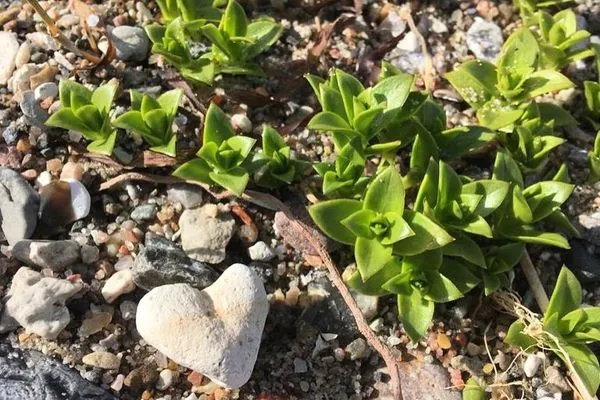 Flensburger Förde - eine Region mit Herz  Krischan