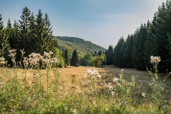 Bergwiese "Krätzersrasen" mit Blick auf den umliegenden Wald  Waldpark Krätzersrasen
