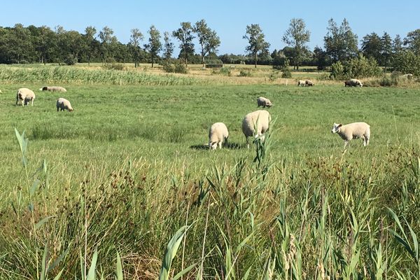  Nordseebrise Garding - Natur