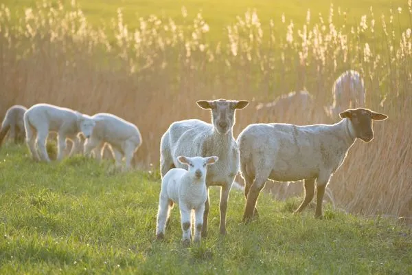 Alte Schule Westerhever Dünenkieker SPO Umland - 