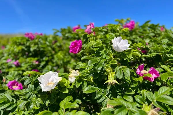   Am Wall 16 - Ferienhaus