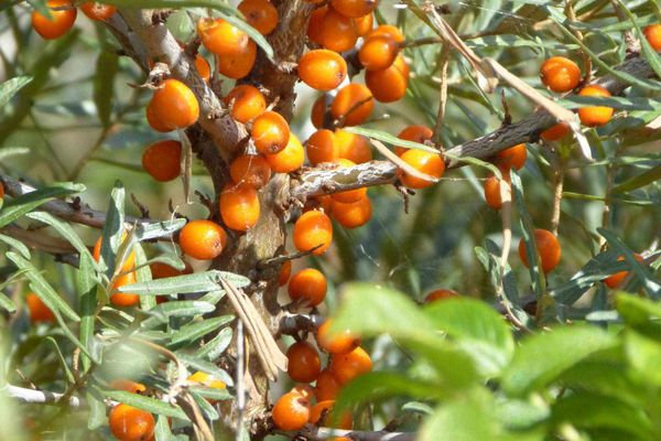 KÄPT´N BRASS Villa 1 App 3 Strandgut Ostseebad Dierhagen - 