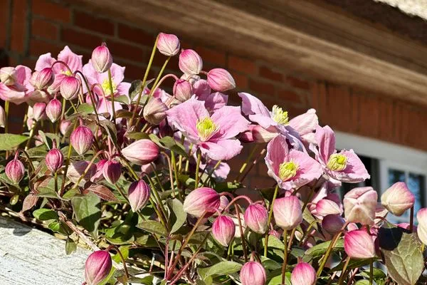 Garten Haus Pesel Ferienwohnung *Reethuk*