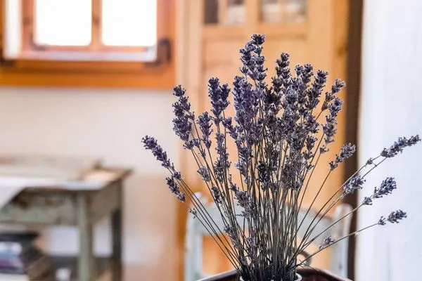 Ein Hauch von Sommer - Lavendel im Zimmer  Ferienwohnung Landhaus Fröbel