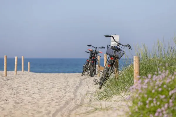 Strand  Strandflieder