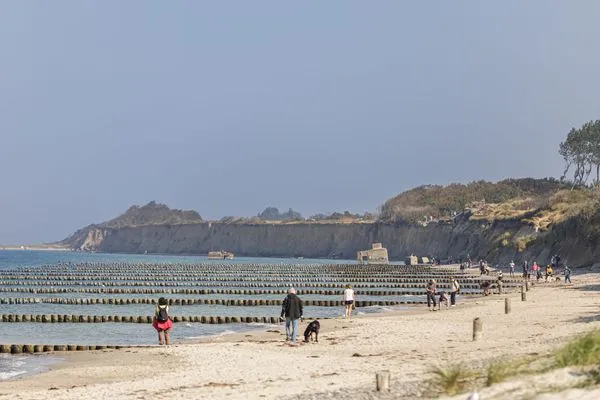 Strand  Strandflieder