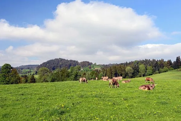 Ferienhaus Allgäutraum Ferienapartment Allgäuträumchen Seenahes Allgäu - Scheidegg-Landschaft-Wiese-Ku?he_Thomas-Gretler