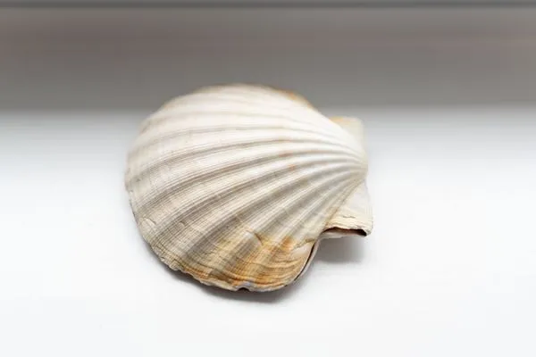  Haus Kehrwieder Wohnung Südsee