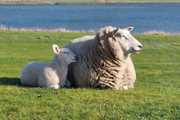  Haus Sonnenblume Halbinsel Eiderstedter - Schafe