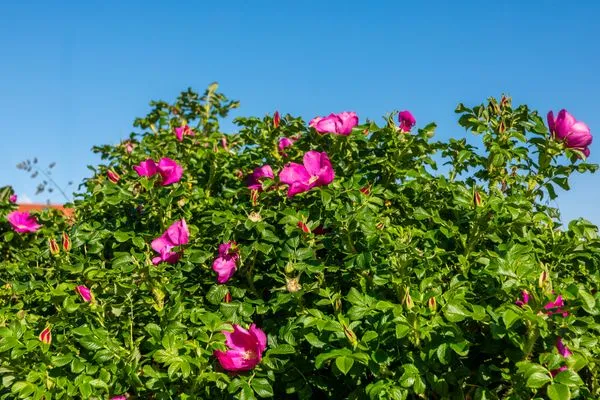   Appartement Deichperle