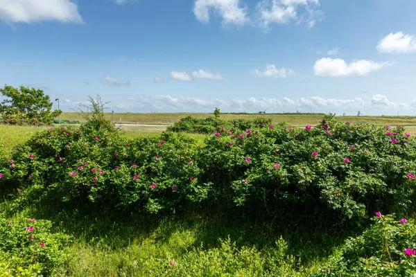   Appartement Deichperle