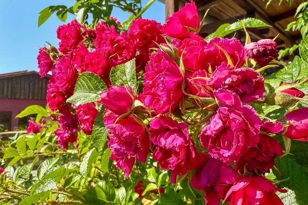   Wohnperle Bauernhaus Meusegast Dresden Sächsische Schweiz