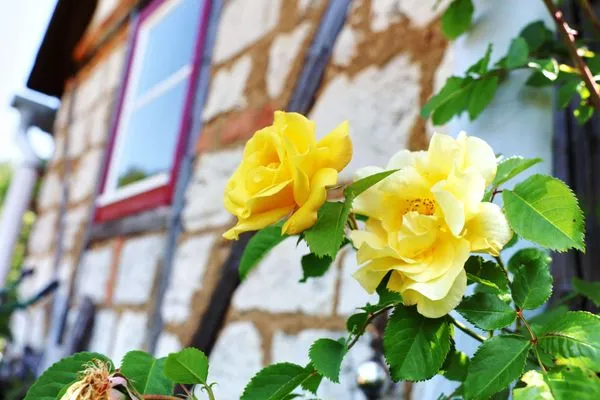Überall grünt und blüht es im herrlichen Garten  Haus im Grünen