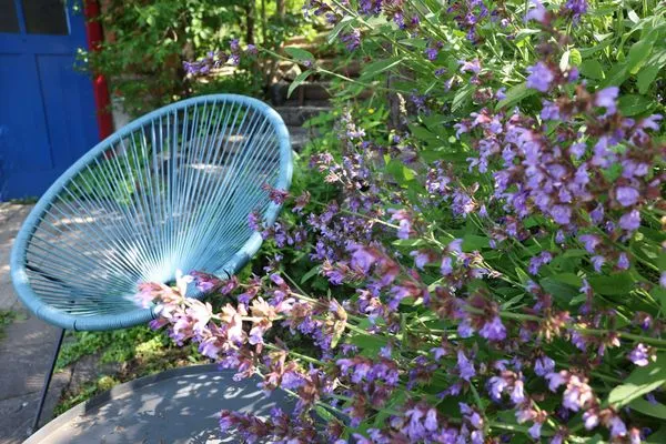 Herrliche Farben erstrahlen im Garten  Haus im Grünen