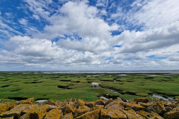  Tetenbüllerbü - immer schulfrei ! Poppenbüll,Osterhever,Tetenbüll - Schafe