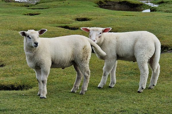  Tetenbüllerbü - immer schulfrei ! Poppenbüll,Osterhever,Tetenbüll - Schafe