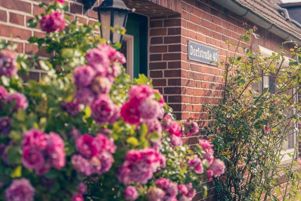  Haus Sonnenblume Halbinsel Eiderstedter - Blume