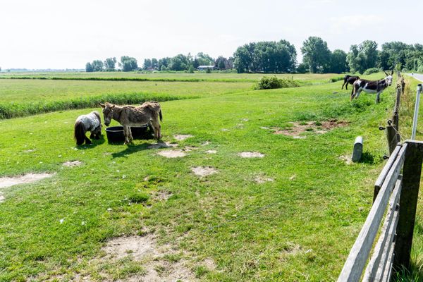  Ferienwohnung Amrum auf dem Holmhof Poppenbüll,Osterhever,Tetenbüll - Esel