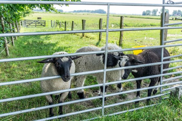  Ferienwohnung Amrum auf dem Holmhof Poppenbüll,Osterhever,Tetenbüll - Schafe