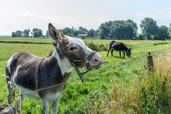  Ferienwohnung Sylt auf dem Holmhof Poppenbüll,Osterhever,Tetenbüll - Tiere