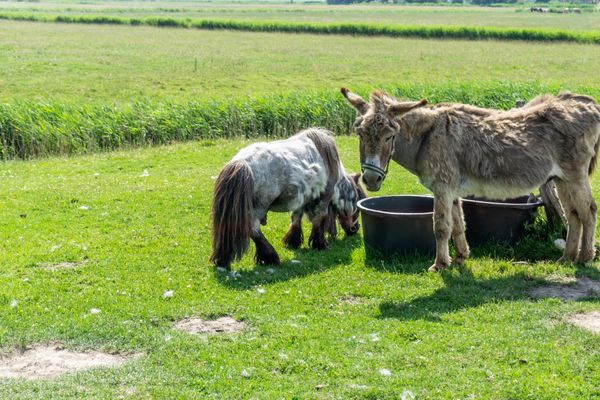  Ferienwohnung Sylt auf dem Holmhof Poppenbüll,Osterhever,Tetenbüll - Pony